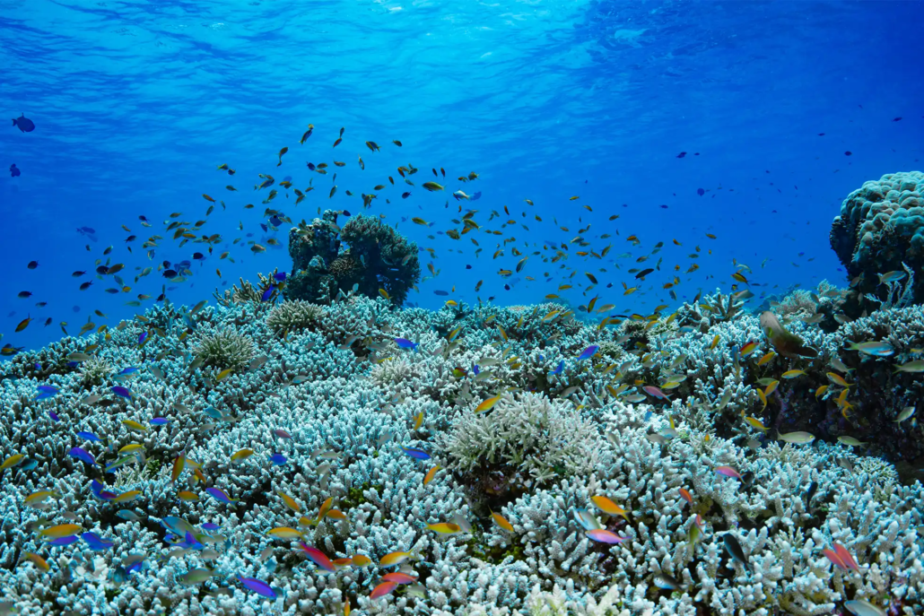 Submarine biodiversity